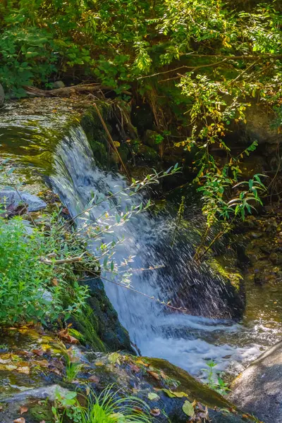 Küçük bir şelale yemyeşil bitkiler ve güneş ışığı yansımalarıyla çevrili yosun kaplı kayaların üzerinde çağlayarak yemyeşil bir orman boyunca akar..