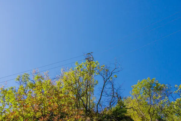 Elektrik kablolarına sahip elektrik direği, açık mavi gökyüzü ile çelişen, ormanlık bir bölgedeki ağaç tepelerinin üzerinde duruyor..