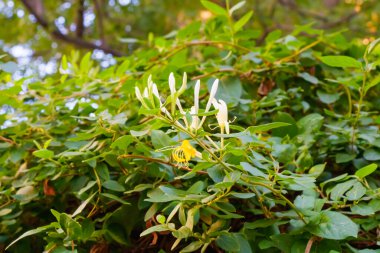 Honeysuckle flowers in bloom surrounded by lush green leaves, captured in warm afternoon light, showing natural beauty, freshness, and botanical detail in a garden setting.