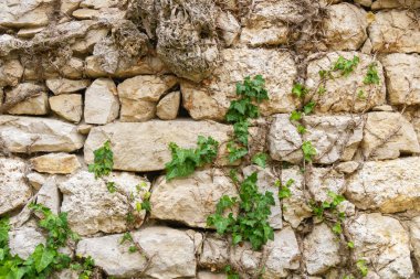 Weathered stone wall with ivy vines climbing upward, blending natural greenery with rough rock texture. A rustic detail symbolizing growth, resilience, and timeless beauty.