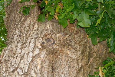 Çatlak ağaç kabuğu ve yapraklı dallarla dolu kalın bir ağaç gövdesinin detaylı görüntüsü, ormanlık alana karışan baykuş yüzüne benzeyen doğal desenleri gösteriyor..