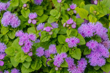 Canlı mor diş ipi çiçeklerinin (Ageratum houstonianum) bahçedeki yemyeşil yaprakların arasında büyüyen, mevsimsel güzelliği ve canlılığı sembolize eden, kabarık yeşil yapraklarla yakın çekimi.