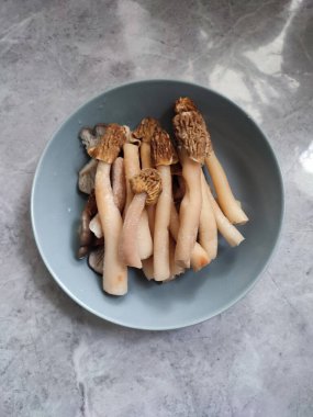 Erken morel verpa bohemika mantarlı gri tabak. Lezzetli uzun bacak kırışık yüksük mantarı, vahşi yenilebilir mantar bahar mantarı, malzemeler, yemek pişirme, vejetaryen yemeği.