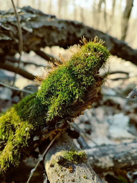 Bahar ormanlarında yeşil yosunlar çiçek açar. Güneşli bir hava, ağaç kütüğündeki yosun halısı, ilginç bir şekil. Yosunlu orman, vahşi doğa detayları. İlham verici karamsar doğa. Bulanık ağaçlar, devrilmiş gövdeler.