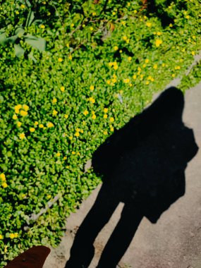 Siyah insan duruşu gölgesi. Baharın bitkilerinden oluşan parlak yeşil halı ve arka planda sarı çiçekler. Bulanık kadının gölgesi, yürüyüşü, yolu, doymuş. Güneşli bahar havasında sokakta yürüyorum.