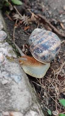 Salyangoz yavaşça yerde sürünüyor, hareket eden antenler, doğal dokuları olan bahçe sahnesi, kahverengi kabuk ve nemli toprak, yavaş çekim ve sakin çevreyi gösteren makro vahşi yaşam görüntüsü.