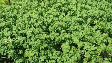 Baharın ilk ışıklarıyla bahçede sıra sıra yetişen yeşil patates bitkileri. Evdeki sebze bahçesinde çiçek açan patates. Çiftçilik, bahçecilik, sulama, haşere kontrolü, hasat mevsimi, kırsal yaşam.