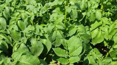 Baharda yeşil patates yaprakları bahçe yatağına yakın olur. Patates bitkileri, güneş ışığı, ev bahçeleri, Colorado böcekleri hayvan kontrolü, sulama, çiftçilik, sebze hasadı, yiyecek yetiştirme. 