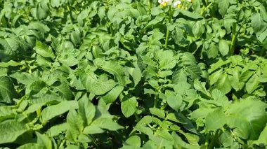 Bahar sebze bahçesinde yeşil yapraklı ve çiçekli patates bitkileri kapanıyor. Colorado patates böceği ilaçlama, bahçe bakımı, bitki bakımı, haşere kontrolü, sulama, hasat, ekin yetiştirme, tarım. 