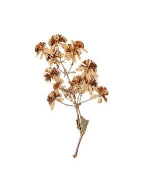 Beyaz arka plan botanik illüstrasyonuna basılmış beyaz çiçekler. Gelişmiş soyut sanat. Kurutulmuş bitkiler beyaza izole edilmiş. Çiçek bileşimi, doğa, botanik, eski bitkiler, çiçek desenleri. 