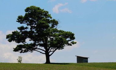 Ağaç ve mavi gökyüzü