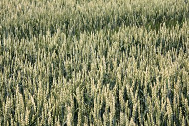 Buğday tarlası Çiftliği Çimleri