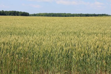 Yazın bir buğday tarlası manzarası