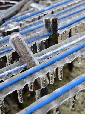 Donmuş çimen, buzlu toprak yosunu.