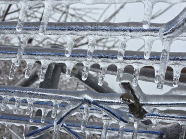 Donmuş çimen, buzlu toprak yosunu.