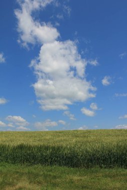 Donmuş çimen, buzlu toprak yosunu.