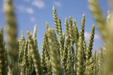 buğday tarımı kavramını kapat, Flora