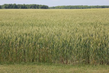 büyük yeşil buğday tarlası