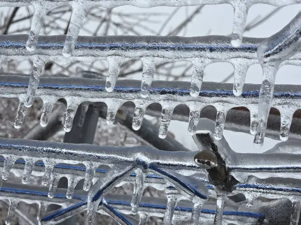 Donmuş çimen, buzlu toprak yosunu.