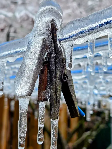 Donmuş çimen, buzlu toprak yosunu.