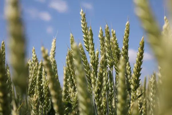 buğday tarımı kavramını kapat, Flora
