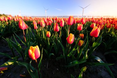 Hollanda 'daki lale tarlası arka planda modern yel değirmeni
