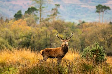 Sonbaharda Güzel Geyik, Killarney Ulusal Parkı, Kerry, İrlanda