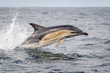 Ortak Yunus Eylemi, Kerry, Vahşi Atlantik Yolu, İrlanda
