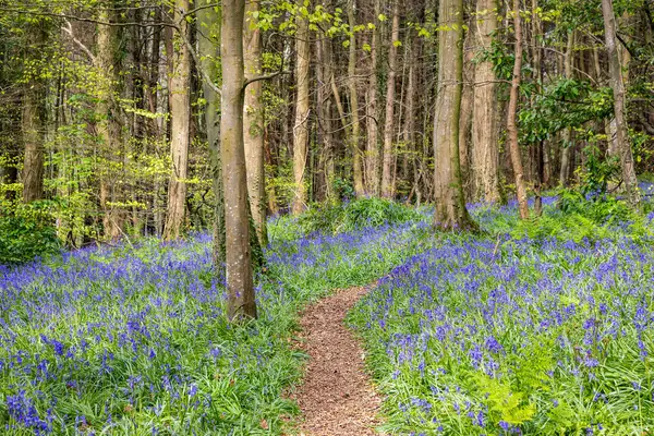 Dar Su, County Down, Kuzey İrlanda, İngiltere 'deki çalılıklarda çan çiçekleri.