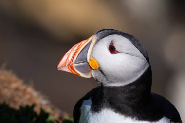 Yeşil Bitkiler ve Çiçeklerle çevrili, Saltee Adaları, Wexford, İrlanda