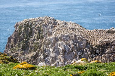 Berrak Su ve Rocky Kayalıkları, Saltee Adaları, Wexford, İrlanda