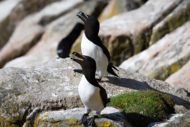Razorbill Deniz Kuşu, Uçurumda, Saltee Adaları, County Wexford, İrlanda