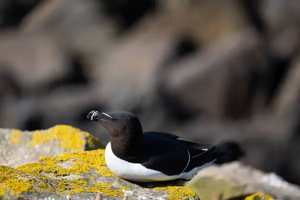 Razorbill Deniz Kuşu, Uçurumda, Saltee Adaları, County Wexford, İrlanda
