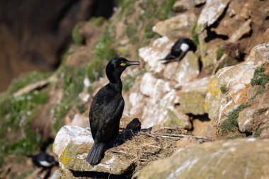 Karabatak Deniz Kuşu, Kayalıklarda, Saltee Adaları, County Wexford, İrlanda