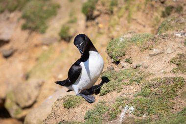 Razorbill Deniz Kuşu, Uçurumda, Saltee Adaları, County Wexford, İrlanda