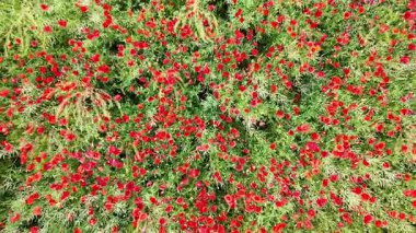 Kızıl Gelincik Çiçekleri, Borovce, Slovakya Hava Görüntüsü