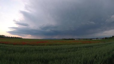 Poppy Flowers, Borovce, Slovakya Tarlalarının Zaman Videosu