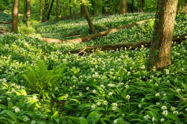 Vahşi Sarımsak Bloom, Portglenone, County Antrim, Kuzey İrlanda, İngiltere