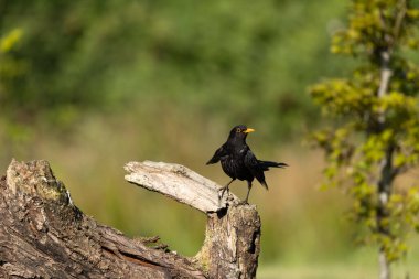 Kara Kuş, İrlanda 'nın Monaghan ilçesinde şubeye tünedi.