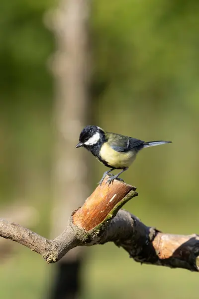 Great Tit Perching on The Branch, County Monaghan, Republic of Ireland