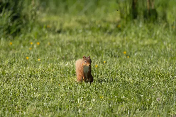 Kırmızı Sincap yeşil çimenli bir çayırda zarif bir şekilde oturuyor, Monaghan İlçesi, İrlanda