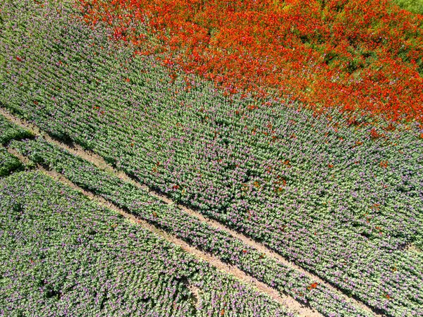 Sunset, Borovce, Slovakya 'da Kırmızı Haşhaş Çiçeklerinin Hava Görüntüsü