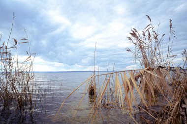 Winter Reed, Şubat ayında Ukrayna, Kamianske yakınlarındaki Dnipro Nehri 'nde.