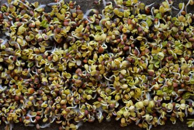 Turp Mikroçimler Üçüncü Gün 'de filizleniyor.