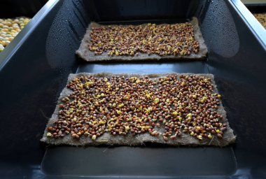 İki Günlük Turp Filizleri Mikroçimler Büyüyen Mat 'ta