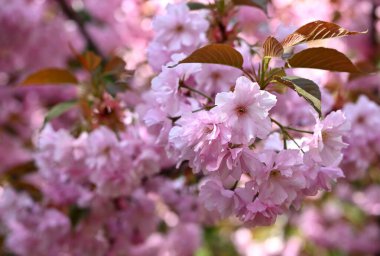 Japon kiraz çiçeklerinin (Prunus serrulata) yüksek çözünürlüklü yakın çekimi, açık mavi gökyüzüne karşı kurulur