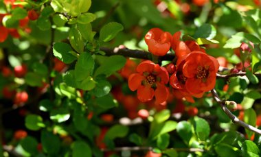 Japon ayva (Chaenomeles japonica) yüksek çözünürlüklü fotoğrafı, canlı turuncu-kırmızı çiçekler ve yemyeşil yapraklarla