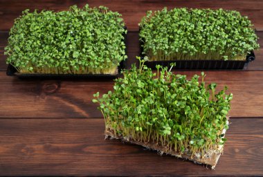 Taze Turp ve Hardal Mikro Yeşilleri (Raphanus sativus, Sinapis alba) Tahta Masa 'da yetişiyor