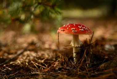 Fly Agaric (Amanita muscaria) Çam Ormanında Mantar