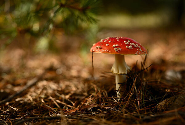 Fly Agaric (Amanita muscaria) Mushroom in a Pine Forest